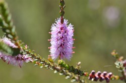Melaleuca gibbosa 