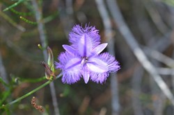 Thysanotus juncifolius 