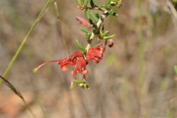 Grevillea muricata 