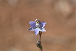Thelymitra nuda 