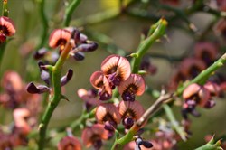 Daviesia brevifolia 