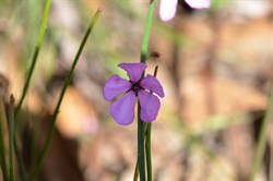 Tetratheca halmaturina 