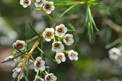 Leptospermum myrsinoides 