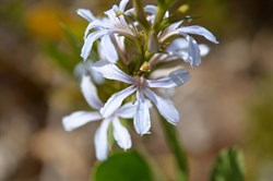 Scaevola crassifolia 