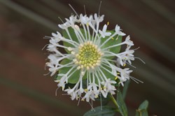 Pimelea macrostegia 
