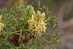 Petrophile multisecta 