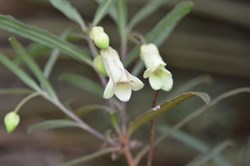 Billardiera uniflora 