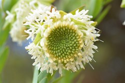 Pimelea macrostegia 