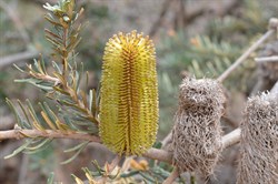 Banksia marginata 