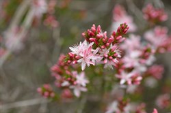 Calytrix glaberrima 