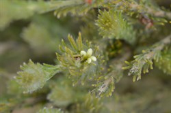 Adenanthos terinalis 