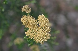 Cassinia uncata 