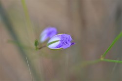 Thysanotus fractiflexus 