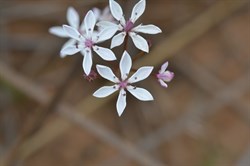 Burchardia umbellata 