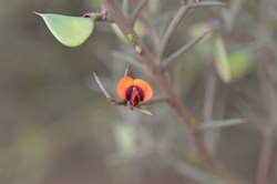 Daviesia brevifolia 