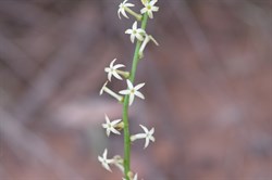 Stackhousia aspericocca 