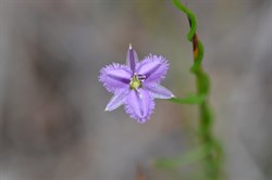 Thysanotus patersonii 