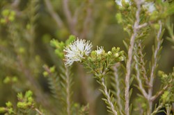 Melaleuca halmaturorum 