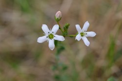 Samolus repens 