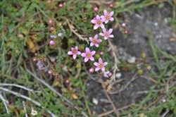 Samolus repens 
