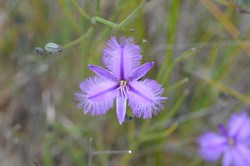 Thysanotus fractiflexus 