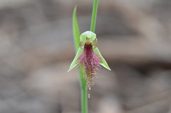 Calochilus robertsonii 