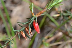 Astroloma conostephioides 