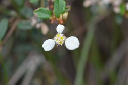 Spyridium thymifolium 