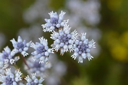 Conospermum patens 