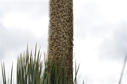 Xanthorrhoea semiplana ssp tateana 