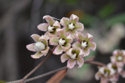 Lasiopetalum behrii 