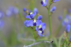 Comesperma calymega 