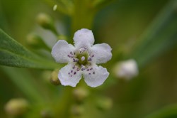 Myoporum insulare 