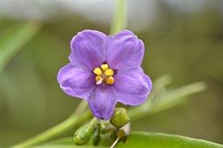 Solanum simile 