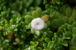 Ixiolaena supina 