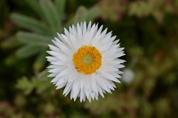 Helichrysum leucopsideum 