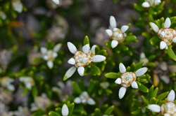 Spyridium phylicoides 