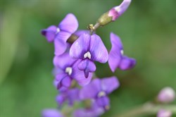 Swainsona lessertiifolia 