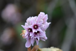 Lasiopetalum discolor 
