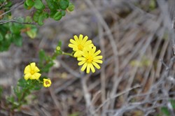 Senecio lautus 