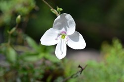 Veronica hillebrandii 