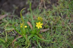 Bulbine semibarbata 