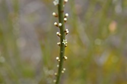 Choretrum spicatum 
