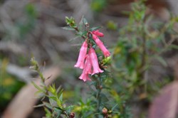 Epacris impessa 