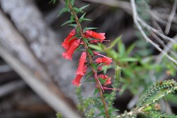 Epacris impessa 