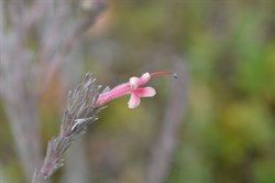 Adenanthos macropodiana 