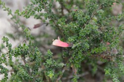 Prostanthera serpyllifolia 