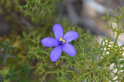 Cheiranthera alternifolia 