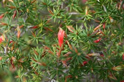 Astroloma conostephioides 