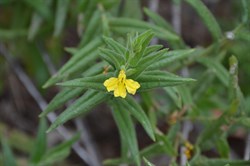 Goodenia amplexans 